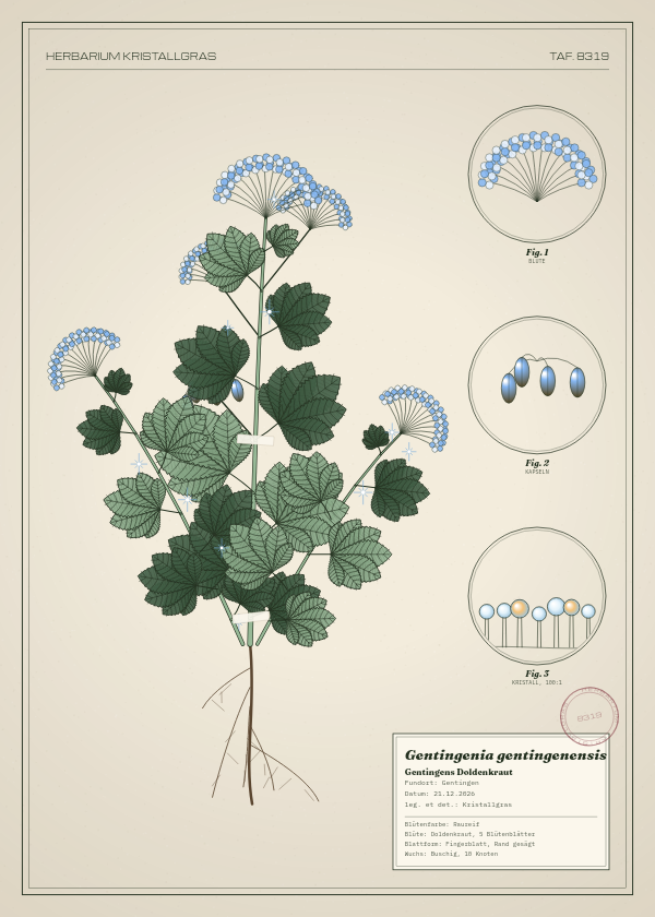 Botanische Tafel: Gentingenia gentingenensis, eine erfundene Pflanze aus Gentingen, gezeichnet wie in einem alten Pflanzenatlas