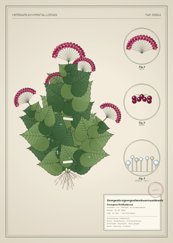 Botanische Tafel: Georgenia stgeorgenimschwarzwaldensis, eine erfundene Pflanze aus St. Georgen im Schwarzwald, gezeichnet wie in einem alten Pflanzenatlas