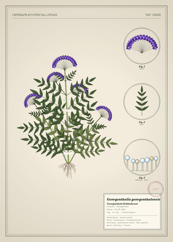 Botanische Tafel: Georgenthalia georgenthalensis, eine erfundene Pflanze aus Georgenthal, gezeichnet wie in einem alten Pflanzenatlas