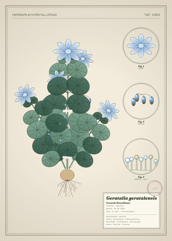 Botanische Tafel: Geratalia geratalensis, eine erfundene Pflanze aus Geratal, gezeichnet wie in einem alten Pflanzenatlas
