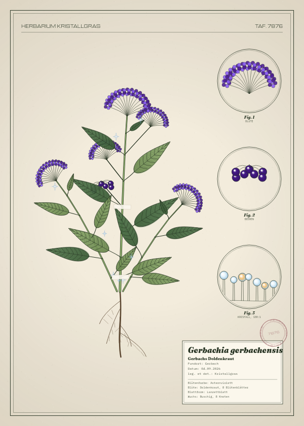Botanische Tafel: Gerbachia gerbachensis, eine erfundene Pflanze aus Gerbach, gezeichnet wie in einem alten Pflanzenatlas