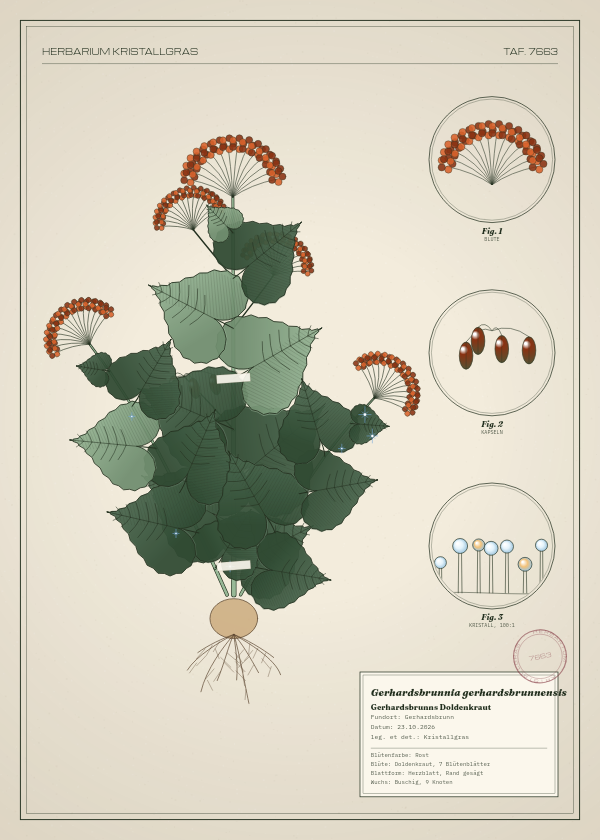 Botanische Tafel: Gerhardsbrunnia gerhardsbrunnensis, eine erfundene Pflanze aus Gerhardsbrunn, gezeichnet wie in einem alten Pflanzenatlas