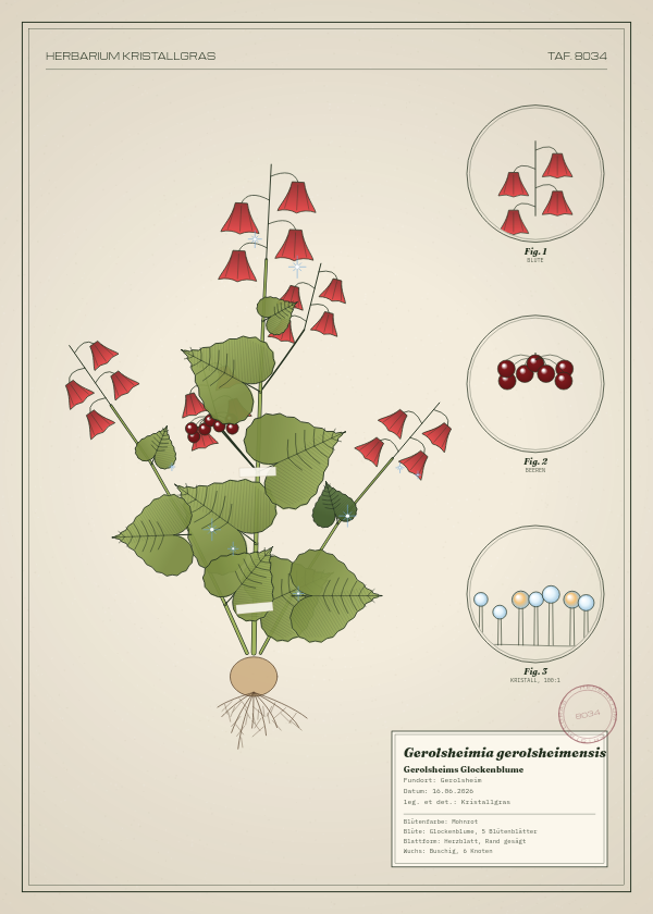 Botanische Tafel: Gerolsheimia gerolsheimensis, eine erfundene Pflanze aus Gerolsheim, gezeichnet wie in einem alten Pflanzenatlas