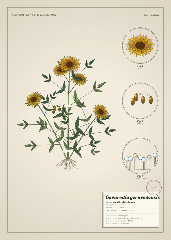 Botanische Tafel: Gernrodia gernrodensis, eine erfundene Pflanze aus Gernrode, gezeichnet wie in einem alten Pflanzenatlas