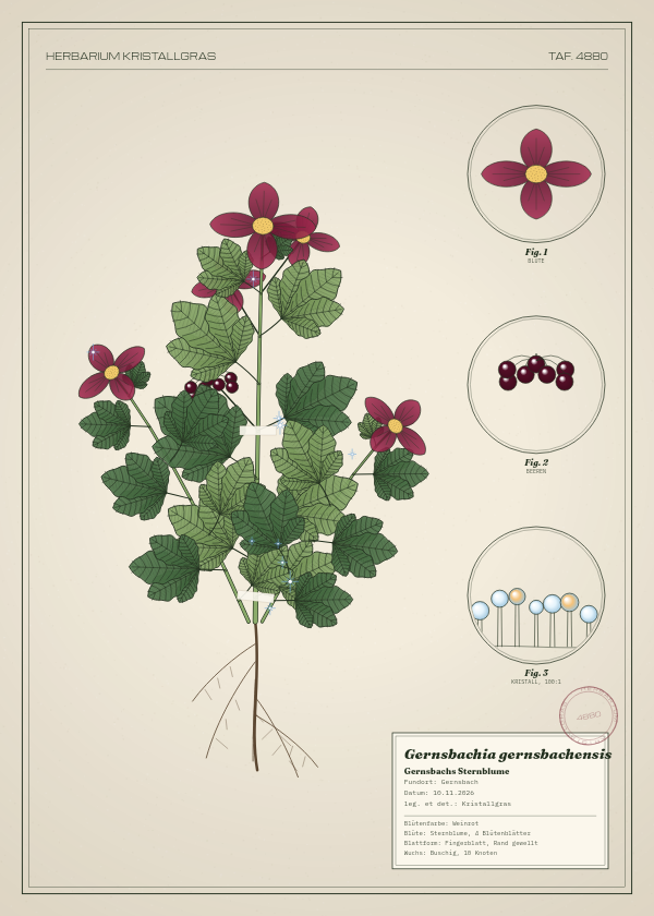 Botanische Tafel: Gernsbachia gernsbachensis, eine erfundene Pflanze aus Gernsbach, gezeichnet wie in einem alten Pflanzenatlas