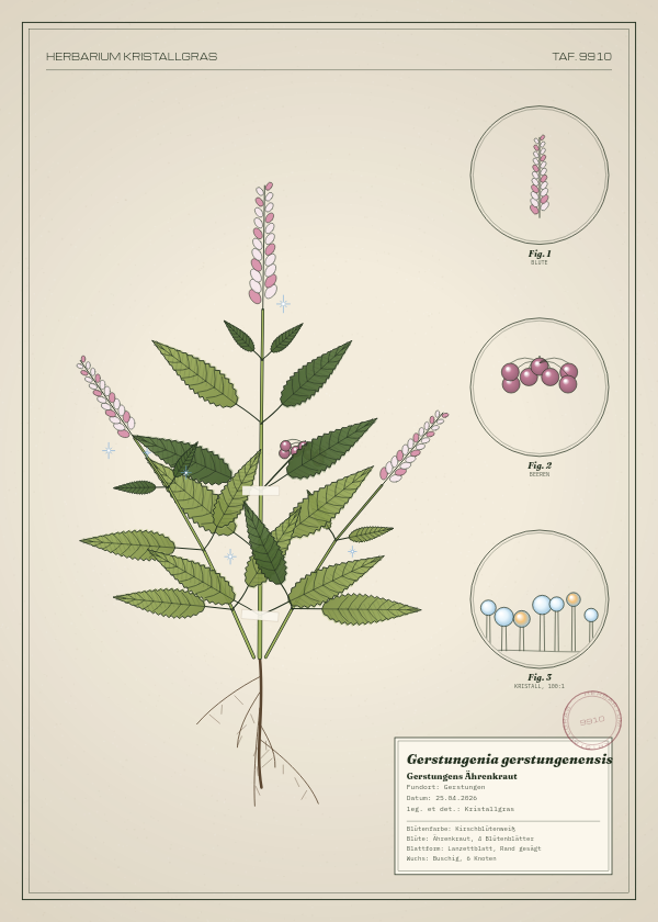 Botanische Tafel: Gerstungenia gerstungenensis, eine erfundene Pflanze aus Gerstungen, gezeichnet wie in einem alten Pflanzenatlas