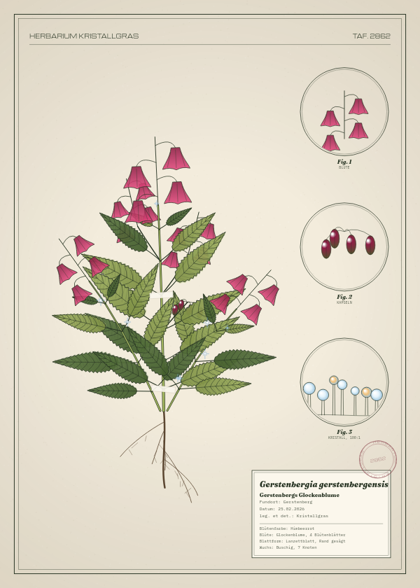 Botanische Tafel: Gerstenbergia gerstenbergensis, eine erfundene Pflanze aus Gerstenberg, gezeichnet wie in einem alten Pflanzenatlas