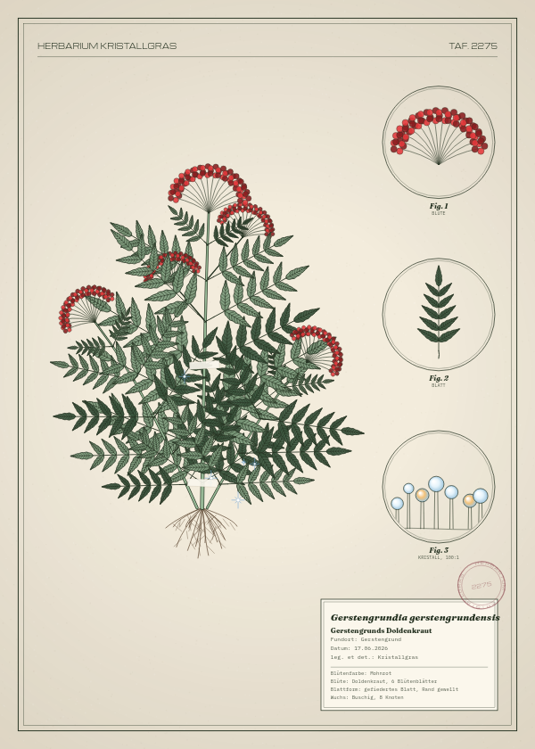 Botanische Tafel: Gerstengrundia gerstengrundensis, eine erfundene Pflanze aus Gerstengrund, gezeichnet wie in einem alten Pflanzenatlas