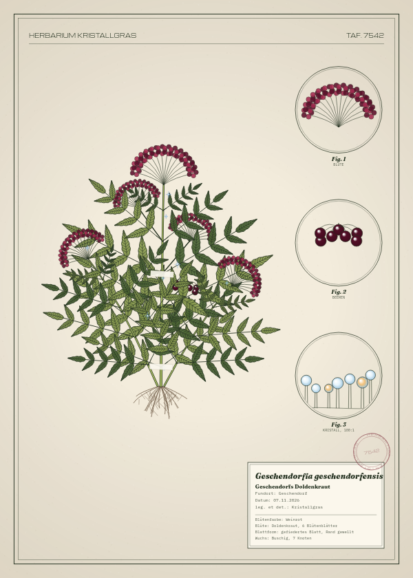 Botanische Tafel: Geschendorfia geschendorfensis, eine erfundene Pflanze aus Geschendorf, gezeichnet wie in einem alten Pflanzenatlas