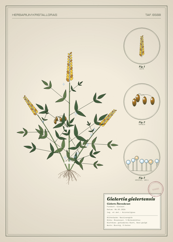Botanische Tafel: Gielertia gielertensis, eine erfundene Pflanze aus Gielert, gezeichnet wie in einem alten Pflanzenatlas