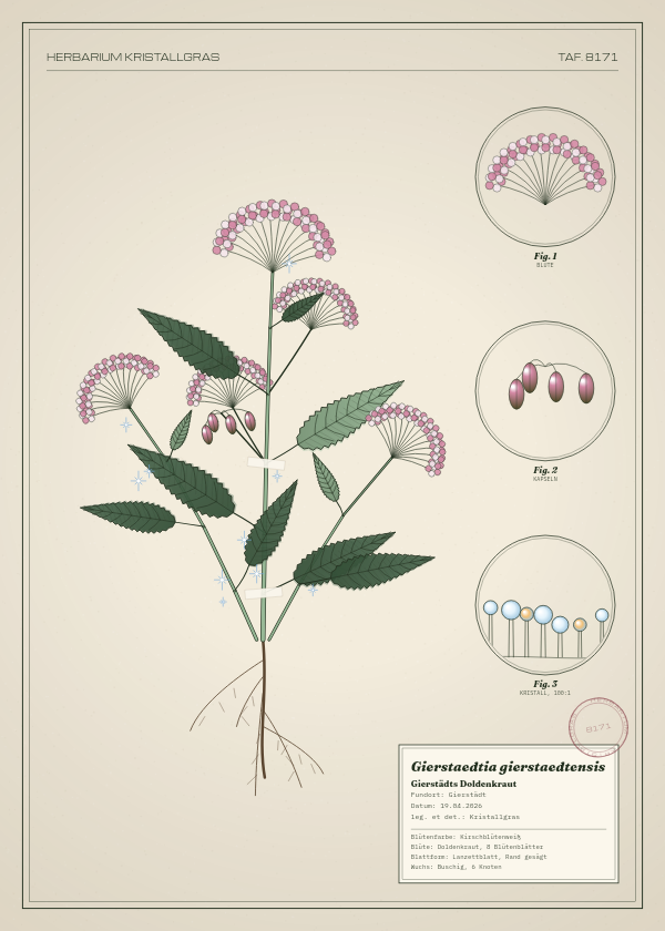 Botanische Tafel: Gierstaedtia gierstaedtensis, eine erfundene Pflanze aus Gierstädt, gezeichnet wie in einem alten Pflanzenatlas