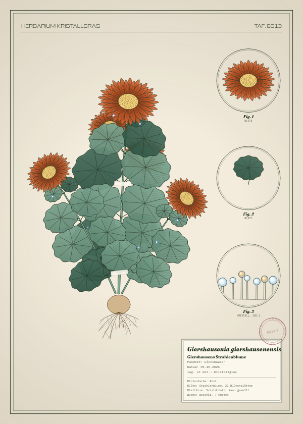 Botanische Tafel: Giershausenia giershausenensis, eine erfundene Pflanze aus Giershausen, gezeichnet wie in einem alten Pflanzenatlas
