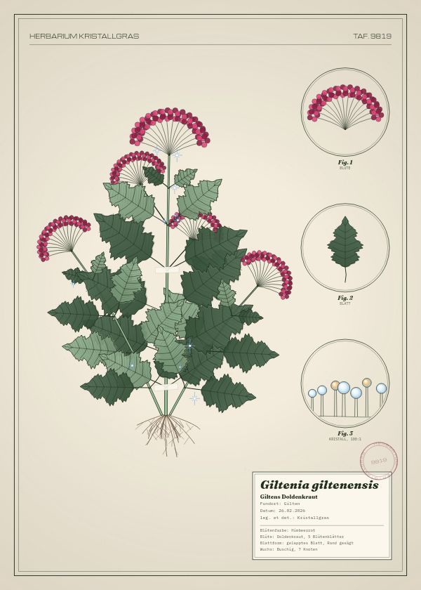 Botanische Tafel: Giltenia giltenensis, eine erfundene Pflanze aus Gilten, gezeichnet wie in einem alten Pflanzenatlas