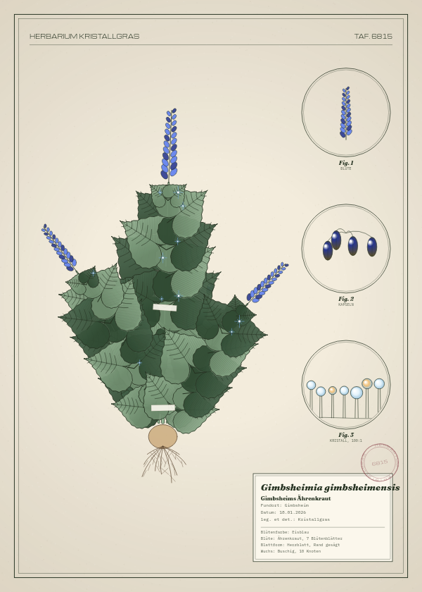 Botanische Tafel: Gimbsheimia gimbsheimensis, eine erfundene Pflanze aus Gimbsheim, gezeichnet wie in einem alten Pflanzenatlas