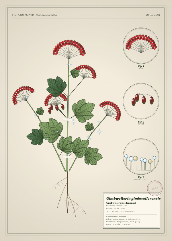 Botanische Tafel: Gimbweileria gimbweilerensis, eine erfundene Pflanze aus Gimbweiler, gezeichnet wie in einem alten Pflanzenatlas