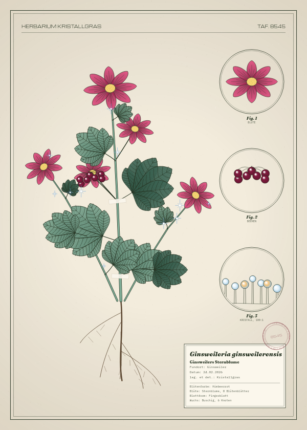 Botanische Tafel: Ginsweileria ginsweilerensis, eine erfundene Pflanze aus Ginsweiler, gezeichnet wie in einem alten Pflanzenatlas