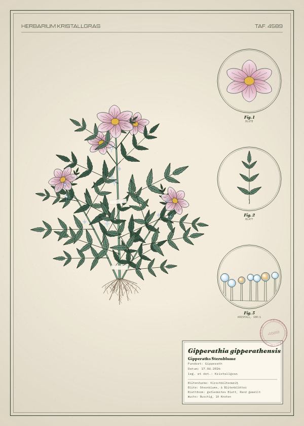 Botanische Tafel: Gipperathia gipperathensis, eine erfundene Pflanze aus Gipperath, gezeichnet wie in einem alten Pflanzenatlas