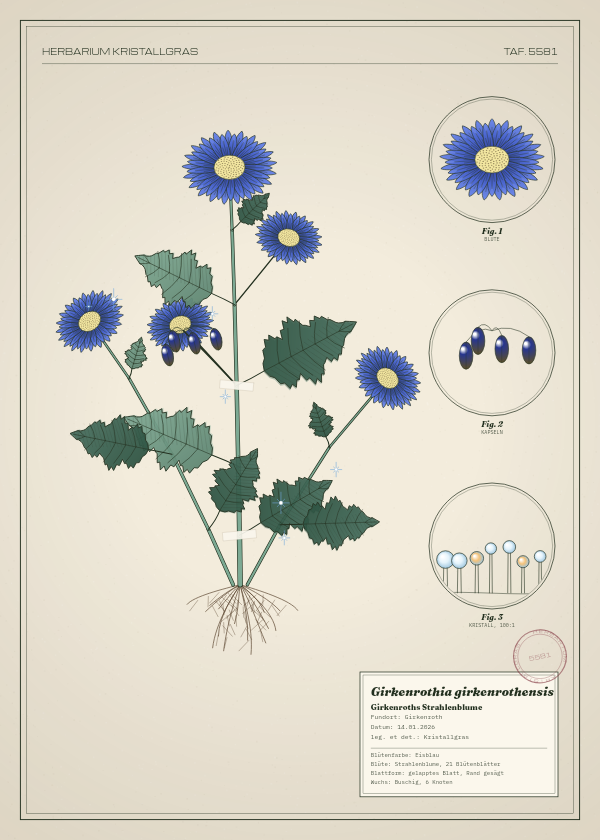 Botanische Tafel: Girkenrothia girkenrothensis, eine erfundene Pflanze aus Girkenroth, gezeichnet wie in einem alten Pflanzenatlas