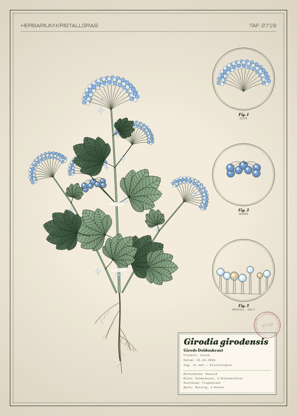 Botanische Tafel: Girodia girodensis, eine erfundene Pflanze aus Girod, gezeichnet wie in einem alten Pflanzenatlas