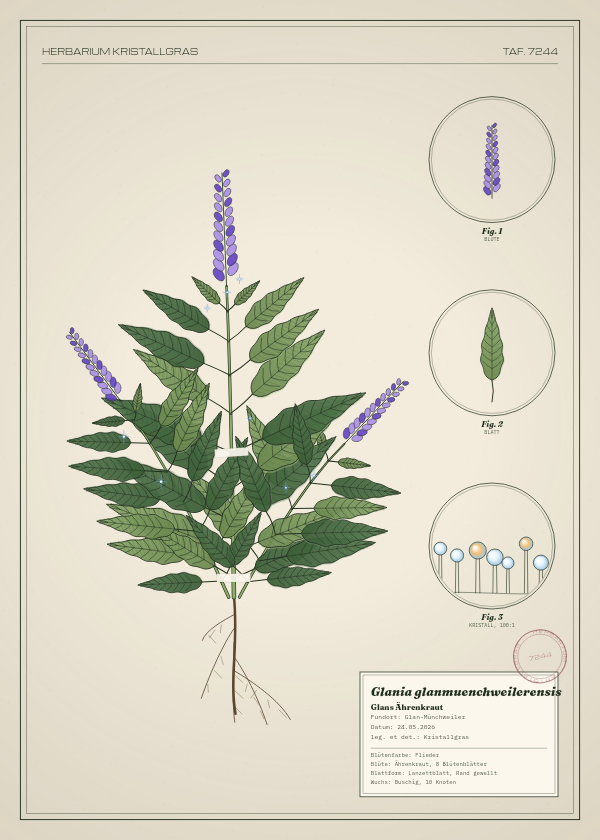 Botanische Tafel: Glania glanmuenchweilerensis, eine erfundene Pflanze aus Glan-Münchweiler, gezeichnet wie in einem alten Pflanzenatlas