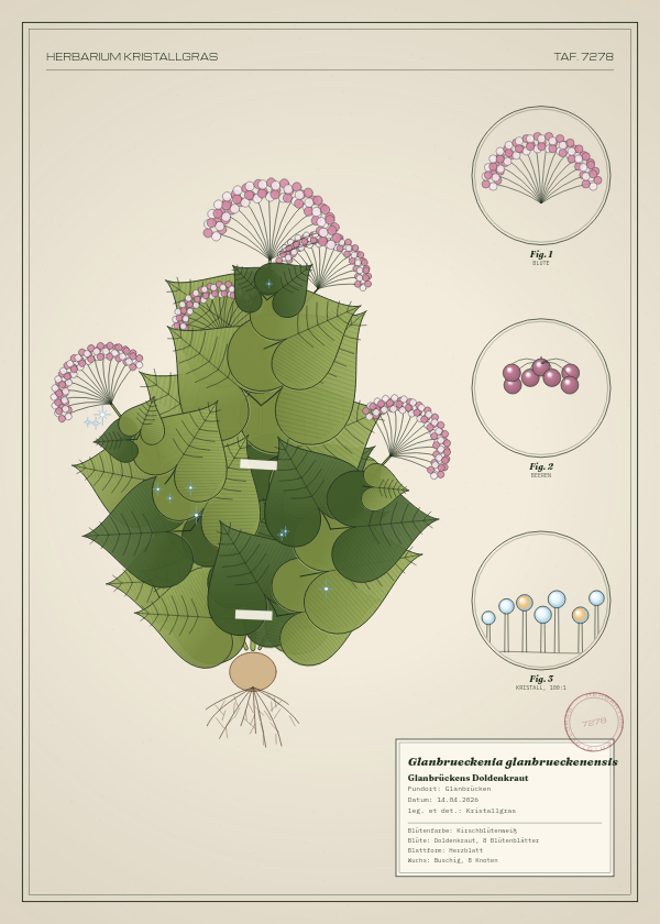 Botanische Tafel: Glanbrueckenia glanbrueckenensis, eine erfundene Pflanze aus Glanbrücken, gezeichnet wie in einem alten Pflanzenatlas