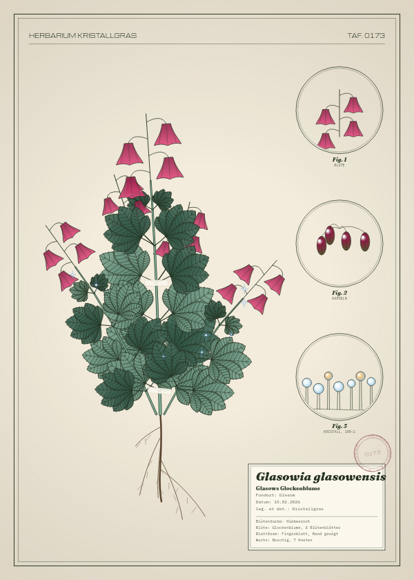 Botanische Tafel: Glasowia glasowensis, eine erfundene Pflanze aus Glasow, gezeichnet wie in einem alten Pflanzenatlas