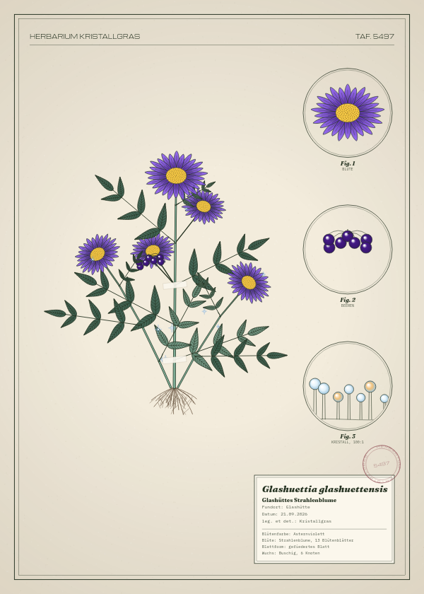 Botanische Tafel: Glashuettia glashuettensis, eine erfundene Pflanze aus Glashütte, gezeichnet wie in einem alten Pflanzenatlas
