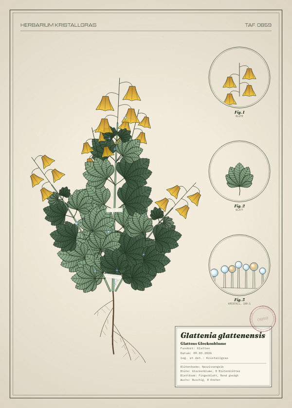 Botanische Tafel: Glattenia glattenensis, eine erfundene Pflanze aus Glatten, gezeichnet wie in einem alten Pflanzenatlas