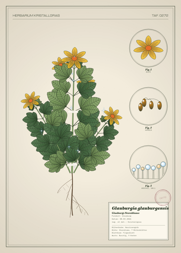 Botanische Tafel: Glauburgia glauburgensis, eine erfundene Pflanze aus Glauburg, gezeichnet wie in einem alten Pflanzenatlas