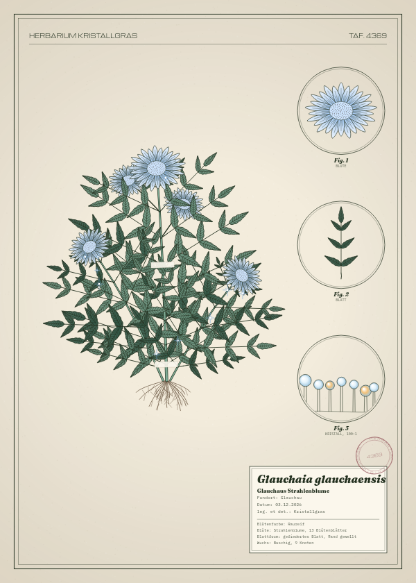 Botanische Tafel: Glauchaia glauchaensis, eine erfundene Pflanze aus Glauchau, gezeichnet wie in einem alten Pflanzenatlas