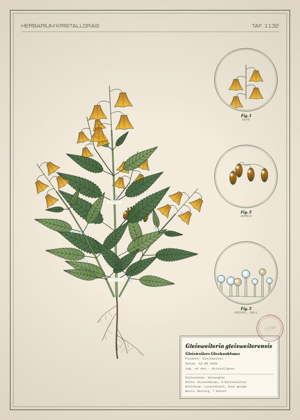 Botanische Tafel: Gleisweileria gleisweilerensis, eine erfundene Pflanze aus Gleisweiler, gezeichnet wie in einem alten Pflanzenatlas