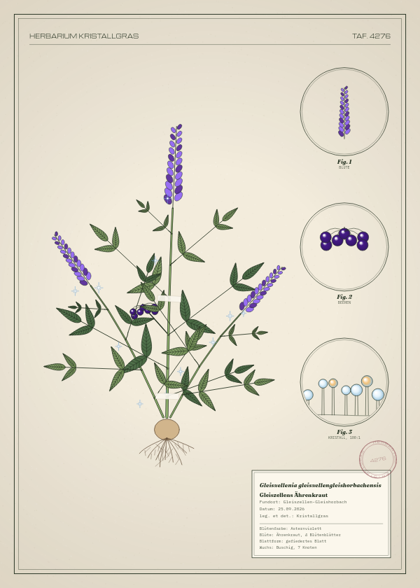 Botanische Tafel: Gleiszellenia gleiszellengleishorbachensis, eine erfundene Pflanze aus Gleiszellen-Gleishorbach, gezeichnet wie in einem alten Pflanzenatlas