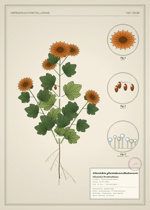 Botanische Tafel: Glienickia glienickenordbahnensis, eine erfundene Pflanze aus Glienicke/Nordbahn, gezeichnet wie in einem alten Pflanzenatlas