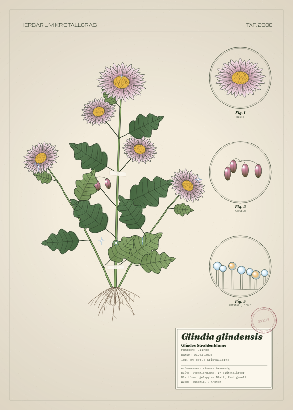 Botanische Tafel: Glindia glindensis, eine erfundene Pflanze aus Glinde, gezeichnet wie in einem alten Pflanzenatlas