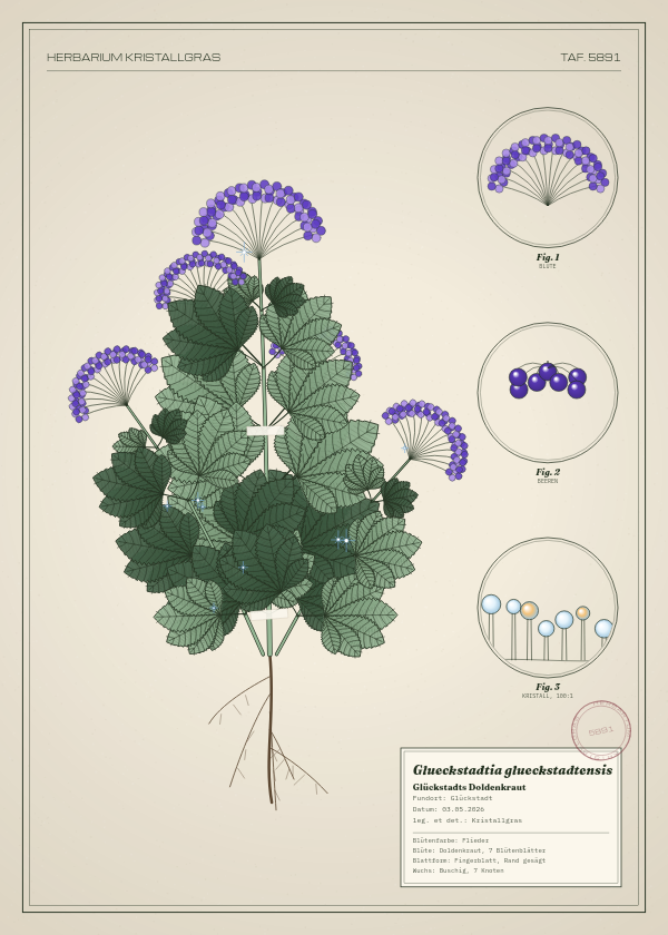 Botanische Tafel: Glueckstadtia glueckstadtensis, eine erfundene Pflanze aus Glückstadt, gezeichnet wie in einem alten Pflanzenatlas