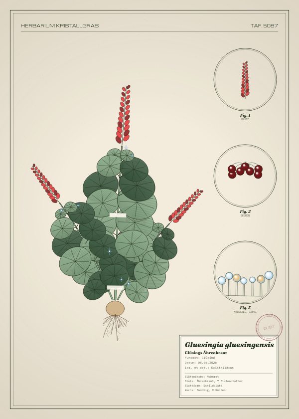 Botanische Tafel: Gluesingia gluesingensis, eine erfundene Pflanze aus Glüsing, gezeichnet wie in einem alten Pflanzenatlas