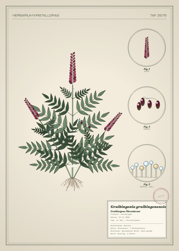 Botanische Tafel: Gruibingenia gruibingenensis, eine erfundene Pflanze aus Gruibingen, gezeichnet wie in einem alten Pflanzenatlas