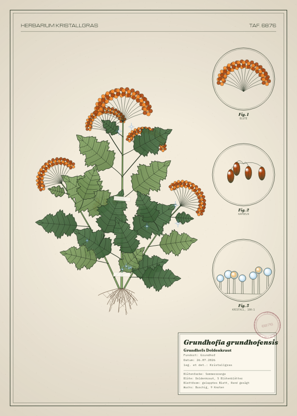 Botanische Tafel: Grundhofia grundhofensis, eine erfundene Pflanze aus Grundhof, gezeichnet wie in einem alten Pflanzenatlas