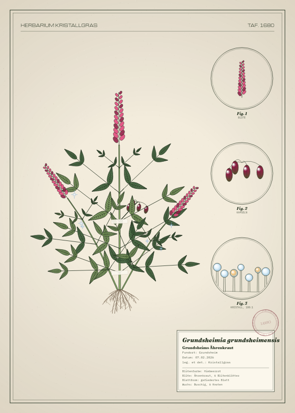Botanische Tafel: Grundsheimia grundsheimensis, eine erfundene Pflanze aus Grundsheim, gezeichnet wie in einem alten Pflanzenatlas