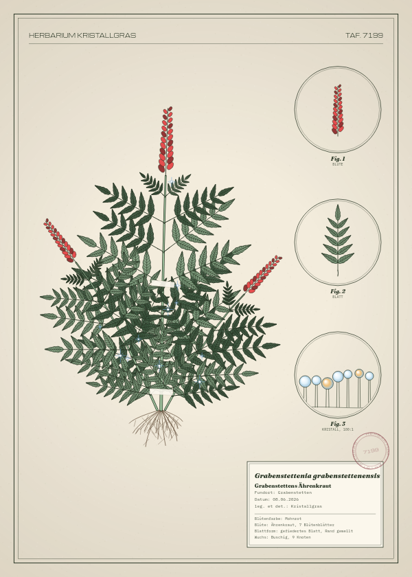 Botanische Tafel: Grabenstettenia grabenstettenensis, eine erfundene Pflanze aus Grabenstetten, gezeichnet wie in einem alten Pflanzenatlas