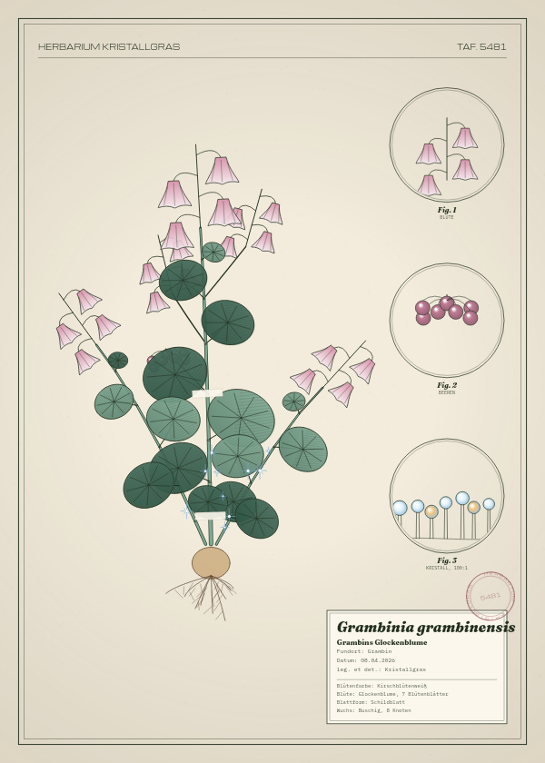 Botanische Tafel: Grambinia grambinensis, eine erfundene Pflanze aus Grambin, gezeichnet wie in einem alten Pflanzenatlas