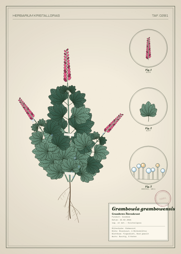 Botanische Tafel: Grambowia grambowensis, eine erfundene Pflanze aus Grambow, gezeichnet wie in einem alten Pflanzenatlas