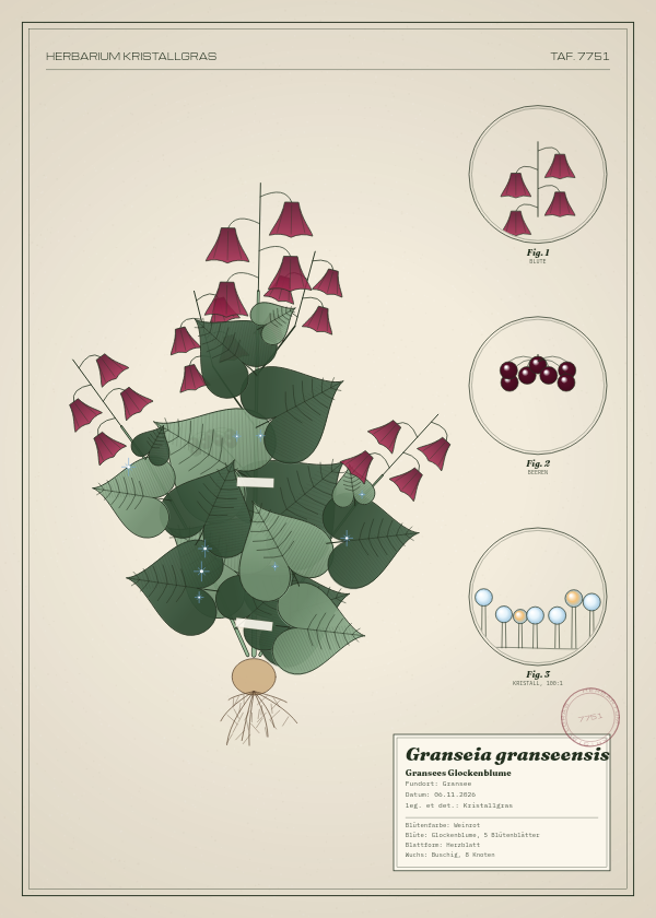 Botanische Tafel: Granseia granseensis, eine erfundene Pflanze aus Gransee, gezeichnet wie in einem alten Pflanzenatlas