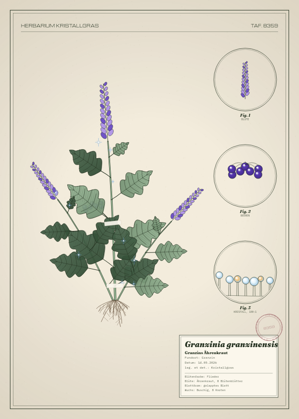 Botanische Tafel: Granzinia granzinensis, eine erfundene Pflanze aus Granzin, gezeichnet wie in einem alten Pflanzenatlas