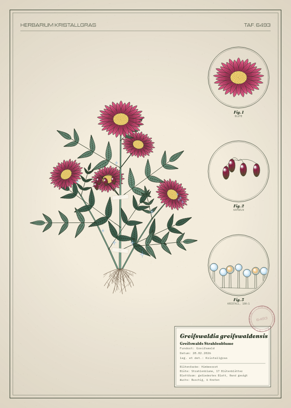 Botanische Tafel: Greifswaldia greifswaldensis, eine erfundene Pflanze aus Greifswald, gezeichnet wie in einem alten Pflanzenatlas