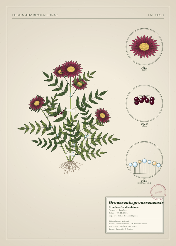 Botanische Tafel: Greussenia greussenensis, eine erfundene Pflanze aus Greußen, gezeichnet wie in einem alten Pflanzenatlas