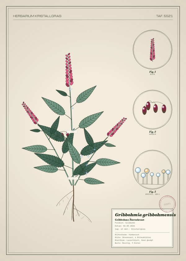 Botanische Tafel: Gribbohmia gribbohmensis, eine erfundene Pflanze aus Gribbohm, gezeichnet wie in einem alten Pflanzenatlas