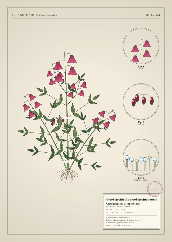 Botanische Tafel: Griebelschiedia griebelschiedensis, eine erfundene Pflanze aus Griebelschied, gezeichnet wie in einem alten Pflanzenatlas