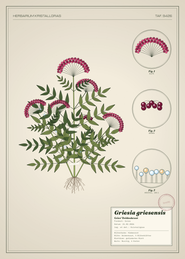 Botanische Tafel: Griesia griesensis, eine erfundene Pflanze aus Gries, gezeichnet wie in einem alten Pflanzenatlas