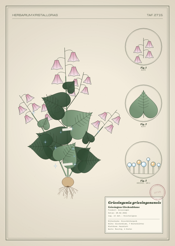 Botanische Tafel: Griesingenia griesingenensis, eine erfundene Pflanze aus Griesingen, gezeichnet wie in einem alten Pflanzenatlas